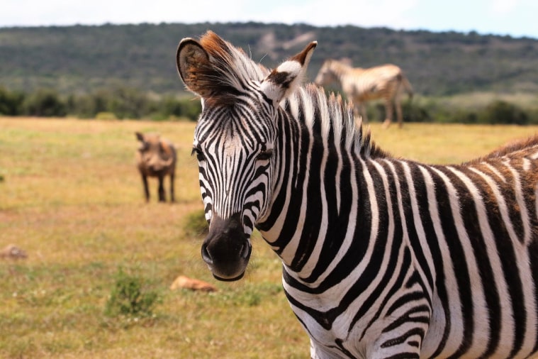 Graceful Zebra