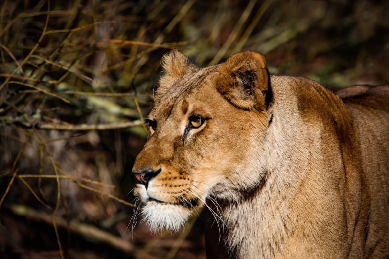 Majestic Lioness